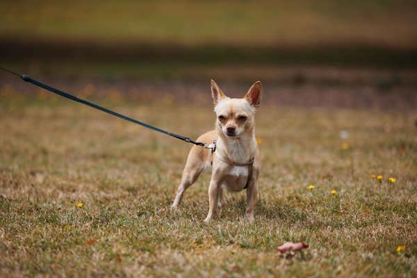 How can UK real estate trends influence investment strategies?